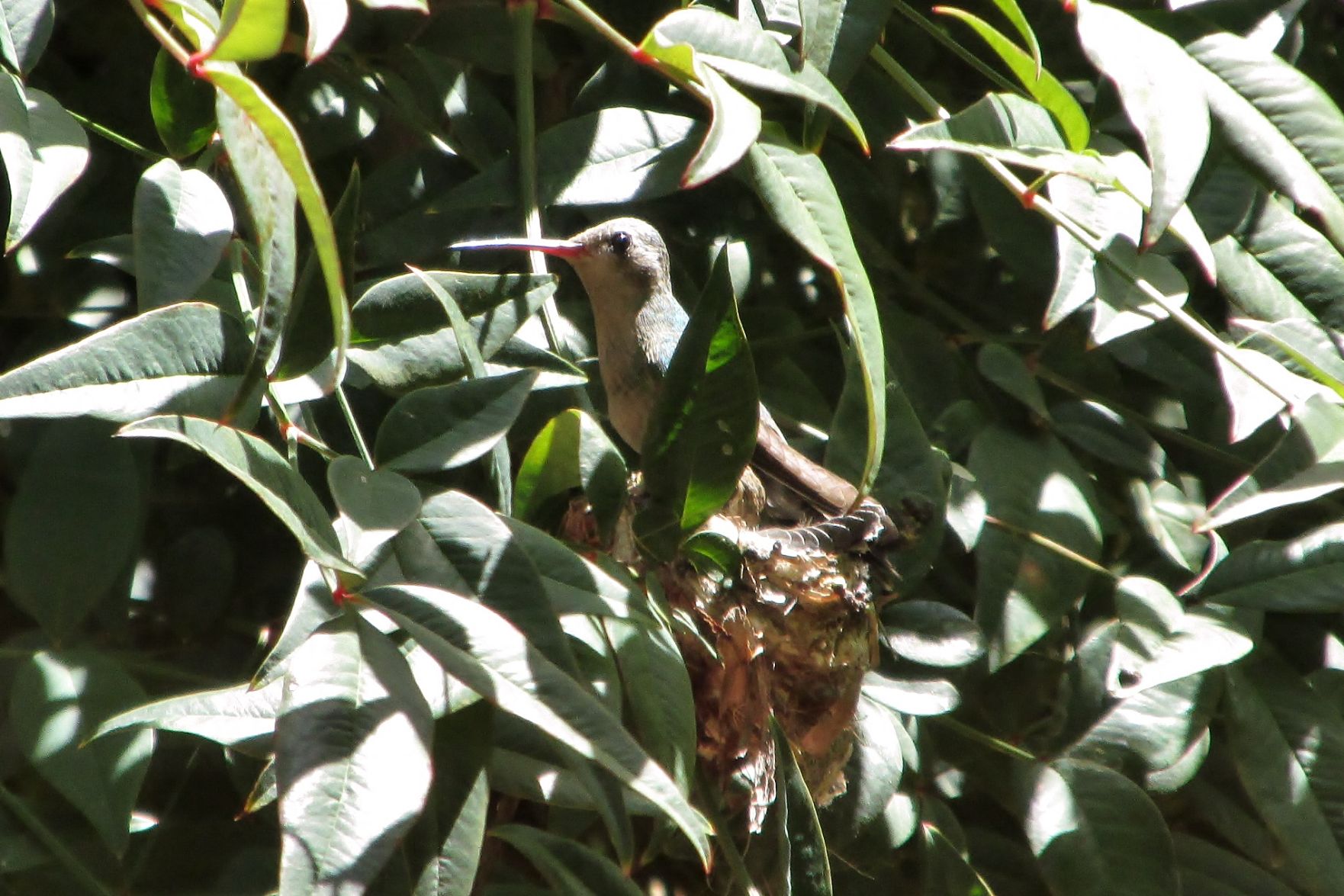 Hummingbirds from backyards and beyond